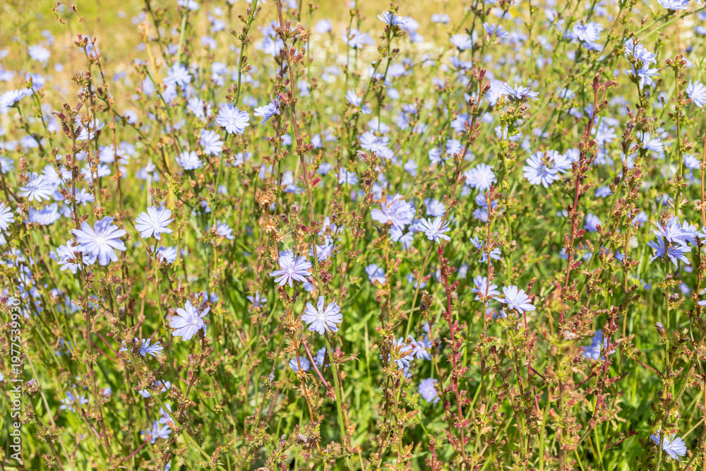 Fototapeta premium Lot of chicory flowers blooming in a field, showcasing vibrant blue petals