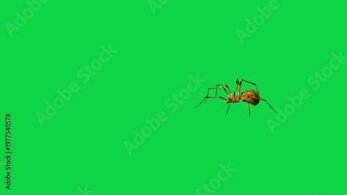 Realistic spider Tarantula moving walking spider net spiderman ant bees fly scorpion The concept of animal, wildlife, horror Halloween 3d animation Green Screen  4K UHD background