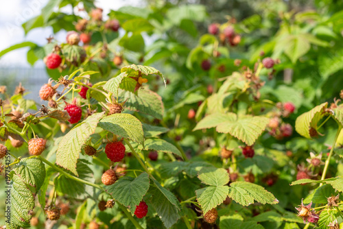Red raspberries growing on green bush in sunny garden setting