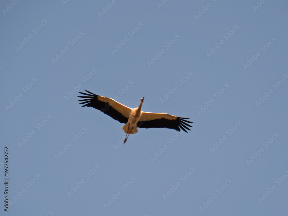 Obraz premium Majestic Stork in Flight Against a Clear Blue Sky