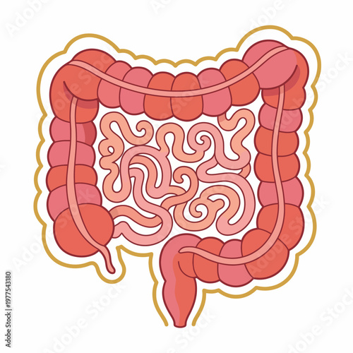 A detailed illustration of the human gastrointestinal system, showcasing the complex and essential structure involved in digestion and absorbing nutrients.