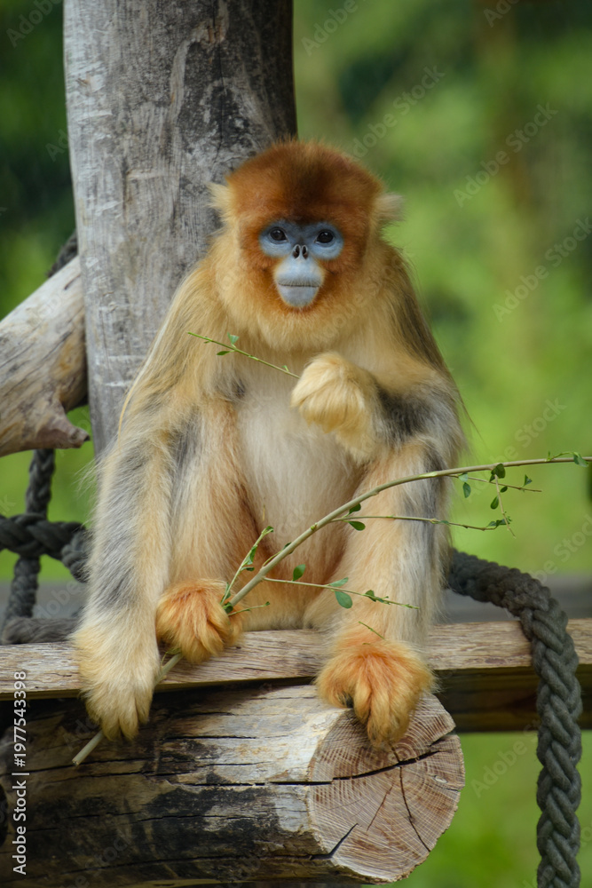 Obraz premium View of a golden snub-nosed monkey in a park