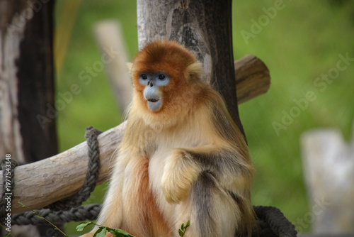 View of a golden snub-nosed monkey in a park