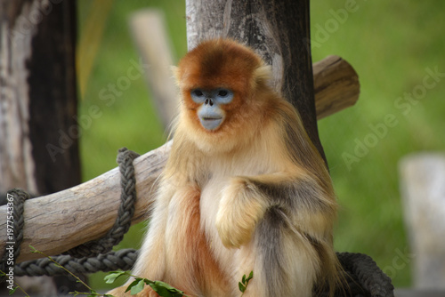 View of a golden snub-nosed monkey in a park