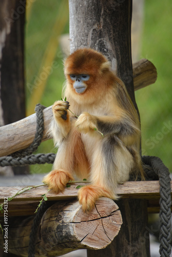View of a golden snub-nosed monkey in a park