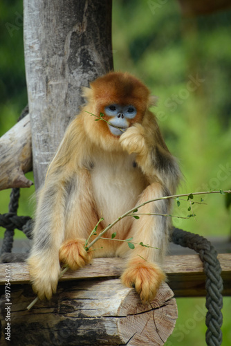 View of a golden snub-nosed monkey in a park