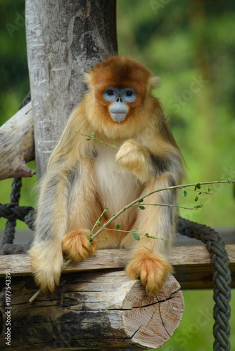 View of a golden snub-nosed monkey in a park