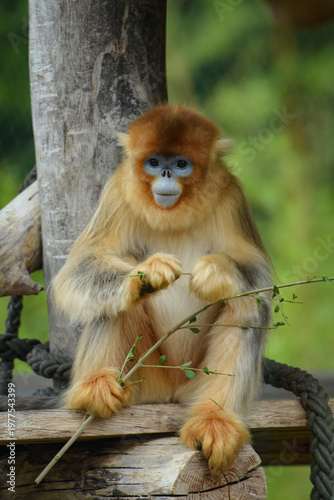 View of a golden snub-nosed monkey in a park