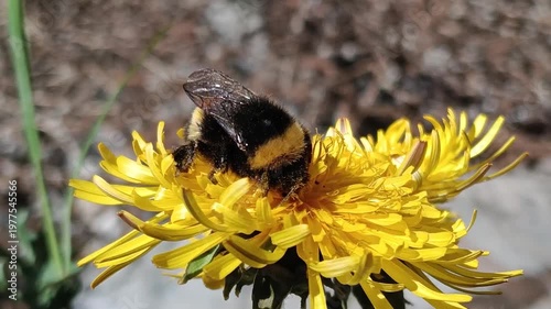 Bombus terrestris