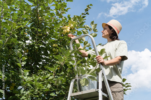 Woman standing on ladder in an orchard picking ripe green apples from fruit tree under clear sky. Natural organic gardening farming. Green lifestyle