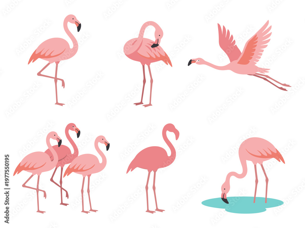 Obraz premium Flamingo vector scenes set: professional flat illustrations of standing, flying, feeding, and preening birds