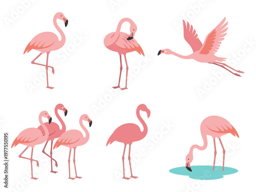Flamingo vector scenes set: professional flat illustrations of standing, flying, feeding, and preening birds