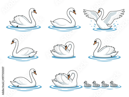 Swan flat vector illustration set, graceful birds swimming, preening, and cygnets on white background