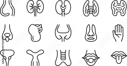 Human internal organs and anatomy thin line icons set showing kidneys thyroid urinary system nose and mouth structures. vector illustration