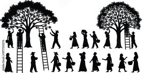 Harvest silhouettes set featuring people picking fruit from trees, carrying baskets and using ladders isolated on white background for agriculture and farming design projects