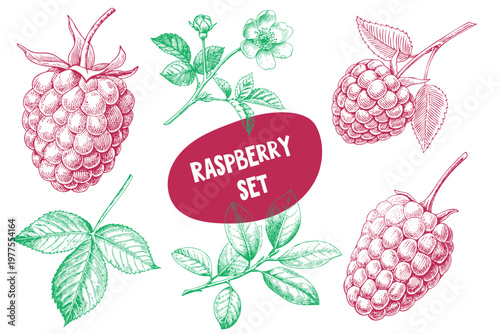Vintage illustration set of raspberries featuring detailed drawings of ripe berries, leaves, and flowers on a white background with a central label