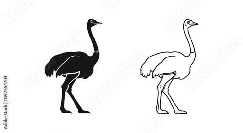 Ostrich vs Emu Bird Comparison Guide Vector