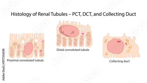 Histology of Renal Tubules – PCT, DCT, and Collecting Duct
epithelial differences of proximal convoluted tubule, distal convoluted tubule, and collecting duct.