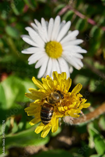 Abeille et paquerette