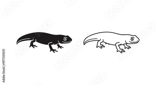 Salamander vs Newt: Amphibian Identification Guide Vector