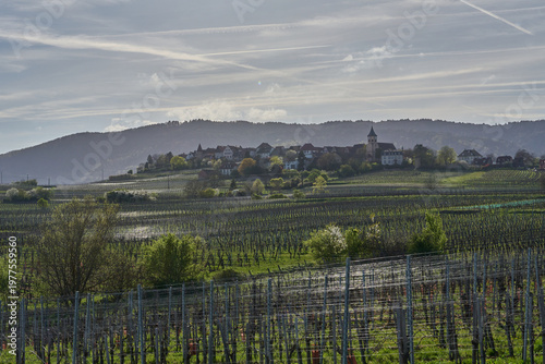 Paysage d'alsace au printemps