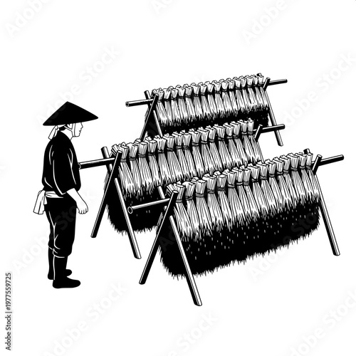 Farmer drying garlic bulbs on wooden rack in traditional rural setting