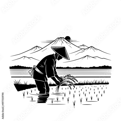 farmer planting rice seedlings in flooded paddy field traditional asian agriculture