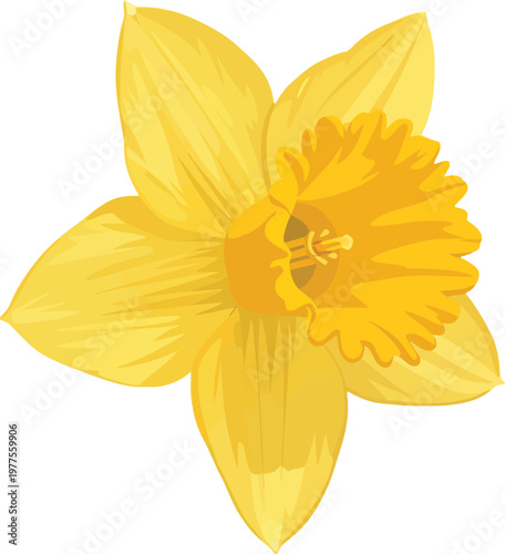 A beautiful macro closeup of a yellow narcissus daffodil flower with delicate petals blooming in spring, isolated on a white background for a clean nature and floral blossom aesthetic