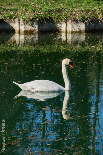 Cygne en Alsace