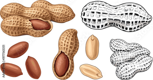 Peanut Collection Set with Whole and Broken Nuts, Shells, and Seed Variations for Food, Snack, and Agriculture Illustrations