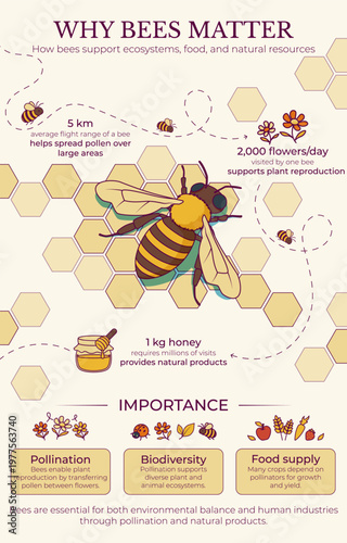 Educational bee infographic poster with pollination process, biodiversity, food production and honey facts. Vector illustration about ecosystem, ecology and environmental awareness.