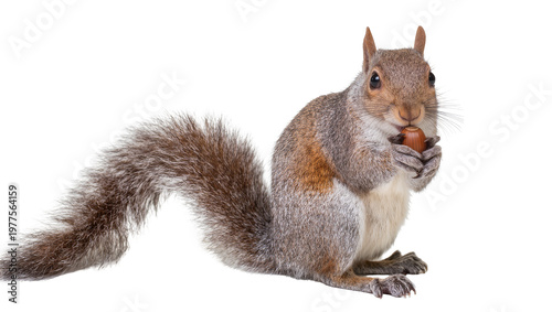 Foto Isolated gray squirrel holding a hazelnut, a cute furry animal with a bushy tail