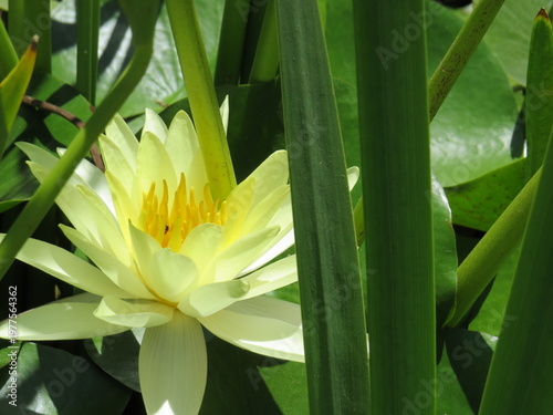 Fotografie Beautiful yellow water lily flower blooming on the lake