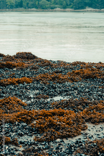 Mussels cover land by water