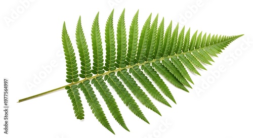 Vibrant green fern leaf botanical on white background with shadow, lush nature plant.