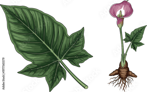 Taro plant vector illustration with large leaf root and flower botanical tropical edible plant elements isolated on white background