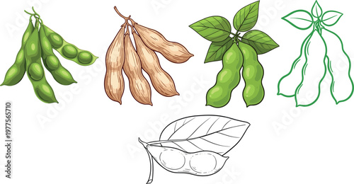 Soybean pods vector illustration set including green fresh soy dried beans plant leaves and outline sketch isolated on white background