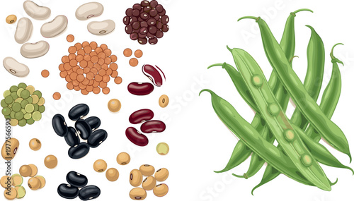 Legume varieties and green bean pods illustration with seeds and peas isolated on white background, organic agriculture food vector set