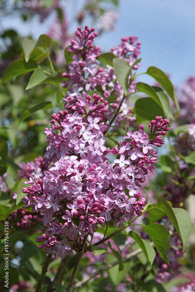 Obraz premium Lilas microphylla 