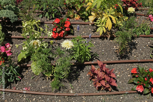 Quadro su tela Arrosage automatique avec tuyau poreuxd'un massif fleuri