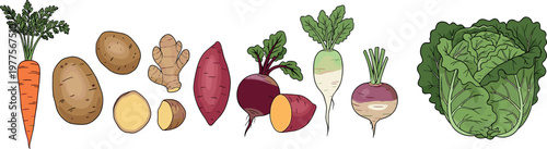 Root vegetables illustration set with carrot potato ginger beetroot radish and lettuce isolated on white background, fresh organic food vector
