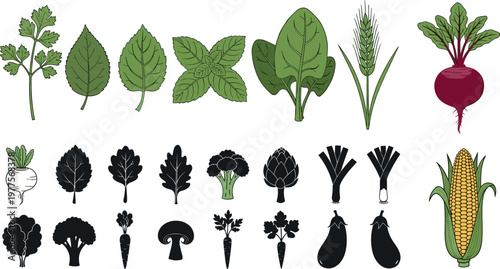 Vegetable and herb illustration set with leaves, roots and crops including beetroot corn and eggplant isolated on white background