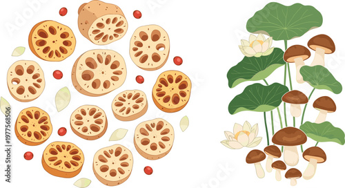 Lotus root slices and aquatic plants illustration with mushrooms and leaves isolated on white background, natural food and botanical vector set