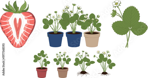 Strawberry plant growth stages with leaves flowers roots and fruit cross section botanical gardening vector illustration set