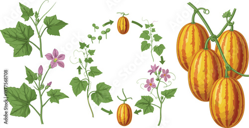 Mobile app user interface design with pricing cards dashboard layout and modern UI elements clean business vector illustration template