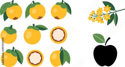 Yellow fruit and blossom vector illustration set featuring loquat fruits cross section flowers and leaf icons with minimal silhouette apple