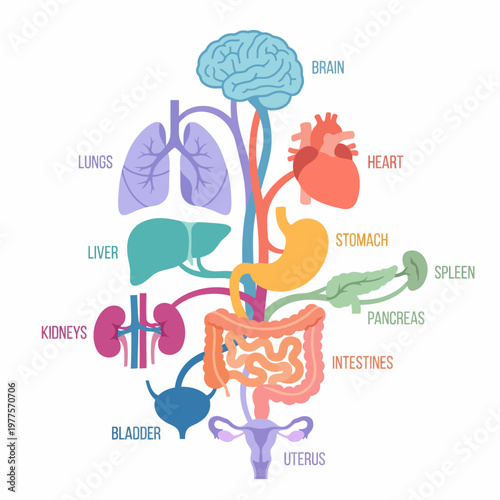 An engaging illustration displaying key human organs, including the brain, heart, lungs, and digestive system, emphasizing the complexity of human anatomy for educational purposes.