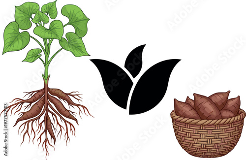 Sweet potato plant and tubers vector illustration set featuring yam roots growing underground and harvested basket isolated on white background