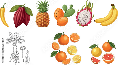 Tropical fruit collection vector illustration set featuring pineapple dragon fruit cacao citrus banana and botanical sketch elements isolated