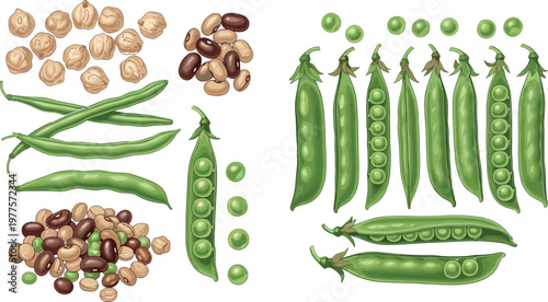 Pea and Bean Collection Featuring Pods, Seeds, and Varieties for Organic Farming, Healthy Food, and Agriculture Illustrations